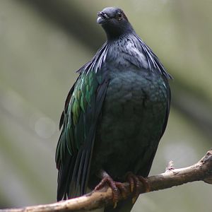 Nicobar pigeon (Caloenas nicobarica)