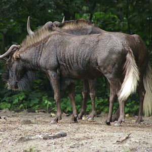 two white-tailed gnu