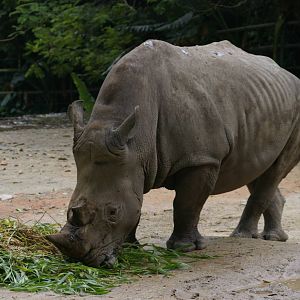 southern white rhinoceros