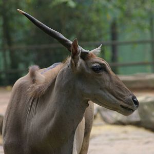 a unicorn, apparently