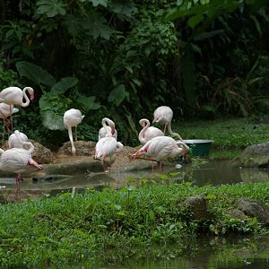 greater flamingoes