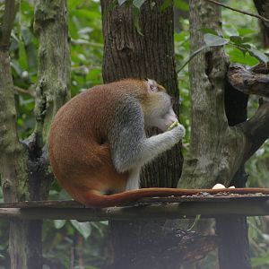 patas monkey