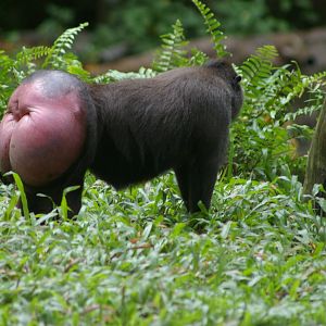 crested black macaque