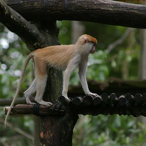 young patas monkey