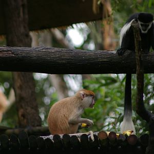 patas monkey and black-and-white colobus