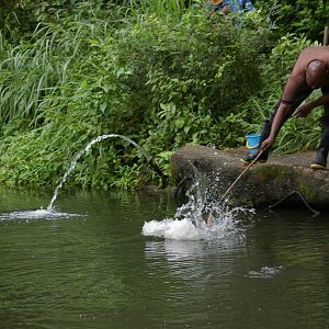 arapaima feeding