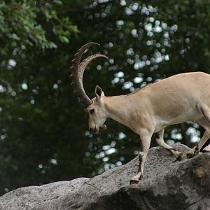 Nubian ibex