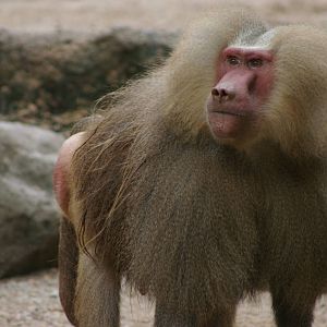 male Hamadryas baboon