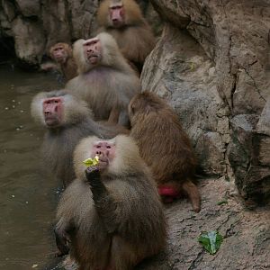 Hamadryas baboons at feeding time