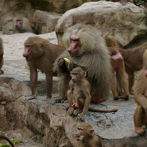 Hamadryas baboons