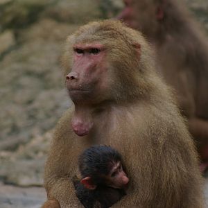 female Hamadryas baboon
