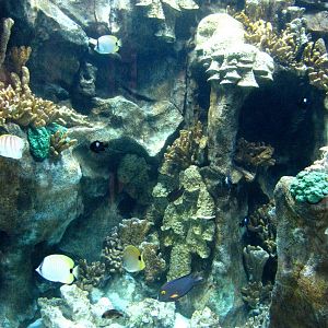 Island Zone Aquarium