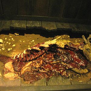 Live Maggots Eating Rotting Meat - Rot Room