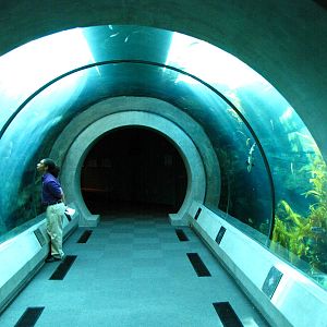 Kelp Forest Tunnel Tank