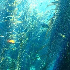 Kelp Forest