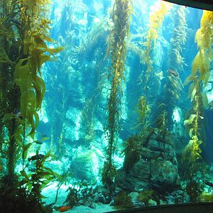 Kelp Forest