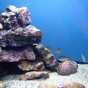 Small Tank - Kelp Forest