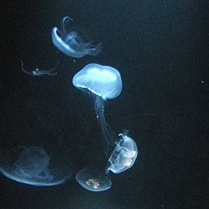 Jellies - Kelp Forest