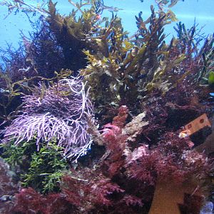 Small Tank - Kelp Forest