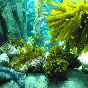 Small Tank - Kelp Forest