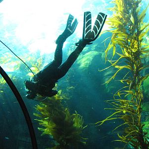 Kelp Forest