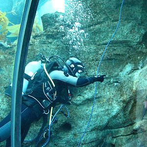 Kelp Forest Diver