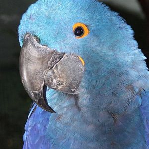 Hyacinth Macaw