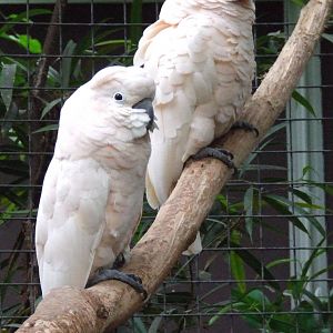 Salmon-crested Cockatoo