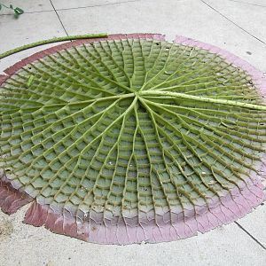 Giant Water Lily