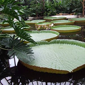 Giant Water Lily