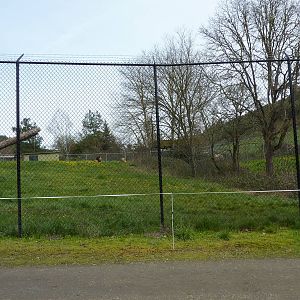 Lion Enclosure