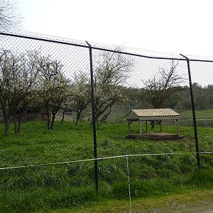 Lion Enclosure