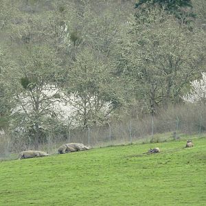 White Rhinos + White Bearded Wildebeest