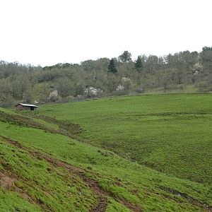 African Area - White Rhinos + Wildebeest