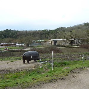 African Area - Hippo Enclosure