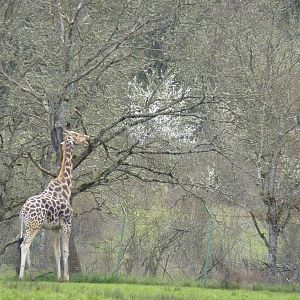 African Area - Giraffe