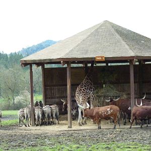 African Area - Feeding Shelter