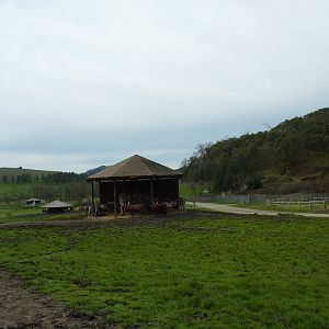 African Area - Feeding Shelter