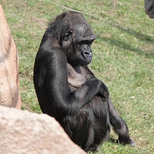 Gorilla Kijivu