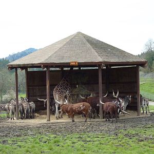 African Area -Feeding Shelter