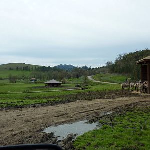 African Area -Feeding Shelters