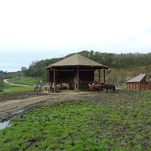 African Area -Feeding Shelter