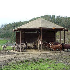 African Area -Feeding Shelter