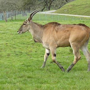 African Area -Eland