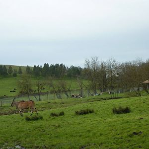 African Area -Eland