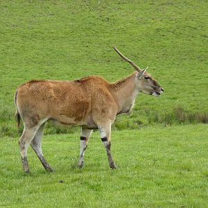 African Area -Eland