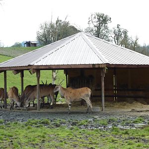 African Area -Eland