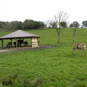 African Area -Eland