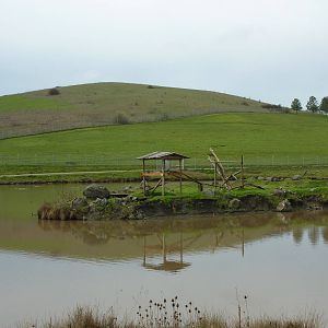 The Americas Area - Bald Eagle Enclosure