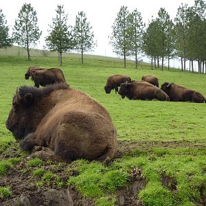 The Americas Area - Bison Herd